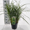 Miscanthus sinensis