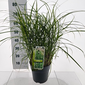 Miscanthus sinensis