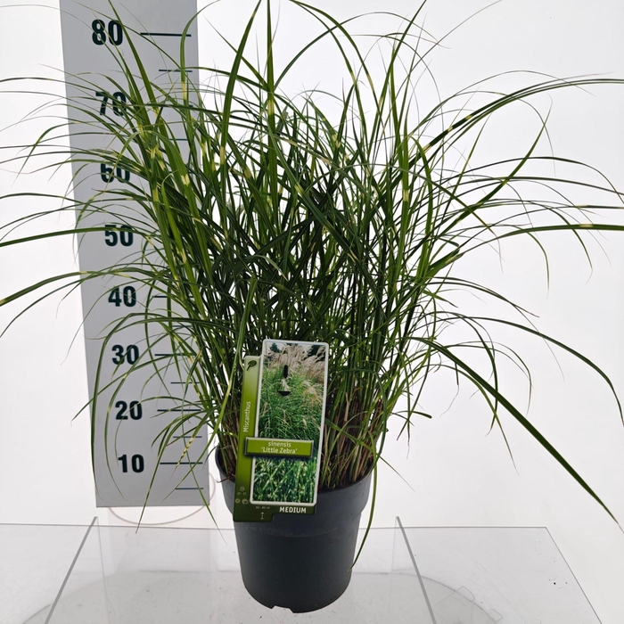 <h4>Miscanthus sinensis</h4>