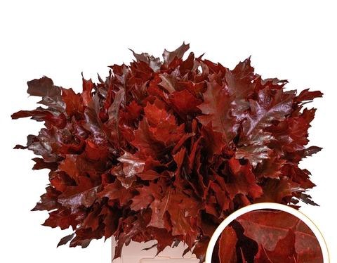 <h4>QUERC RUBRA 60CM RED</h4>