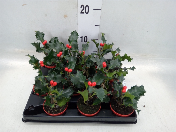 <h4>Ilex aquifolium</h4>