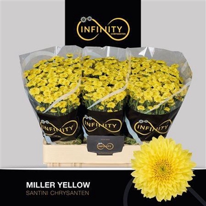 Chr S Miller Yellow 100gr