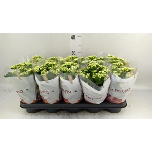Kalanchoe blos. 'RosDon Dione'