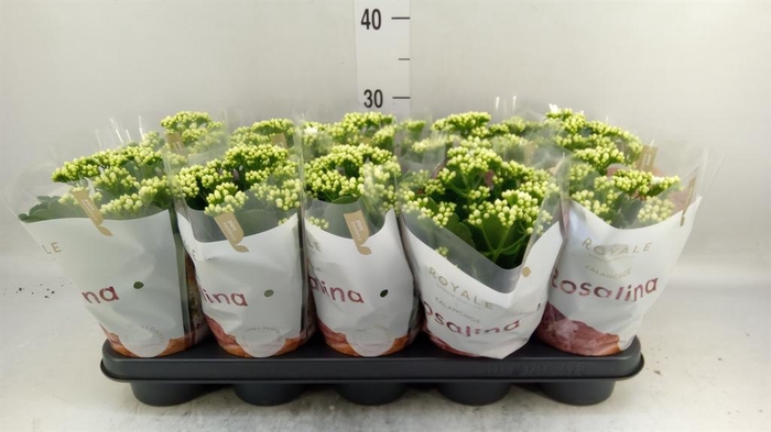 <h4>Kalanchoe blos. 'RosDon Dione'</h4>