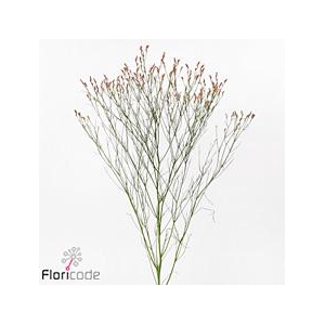 Limonium maxima diamond