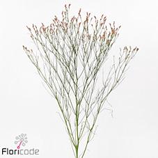 <h4>Limonium maxima diamond</h4>