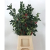 Ilex Groen Bes Rood