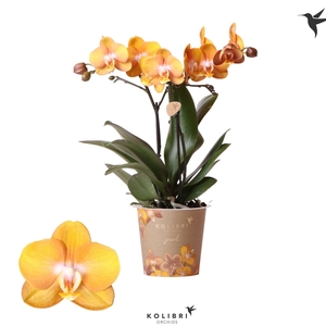 Kolibri Orchids Phalaenopsis Jewel Las vegas 2spike