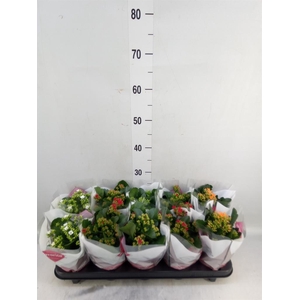 Kalanchoe blos.   ..mix 5