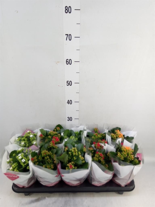 <h4>Kalanchoe blos.   ..mix 5</h4>