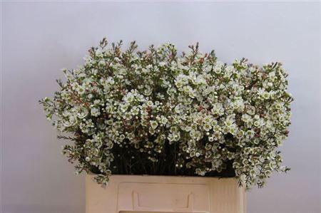 <h4>Chame Me Sirius</h4>