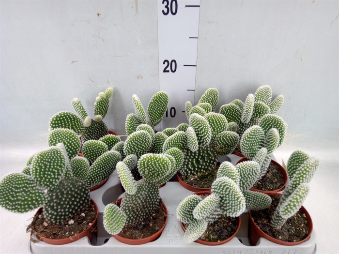 <h4>Opuntia microdasys 'Albispina'</h4>