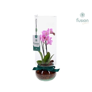 Green BottleAngelica Large met Phalaenopsis