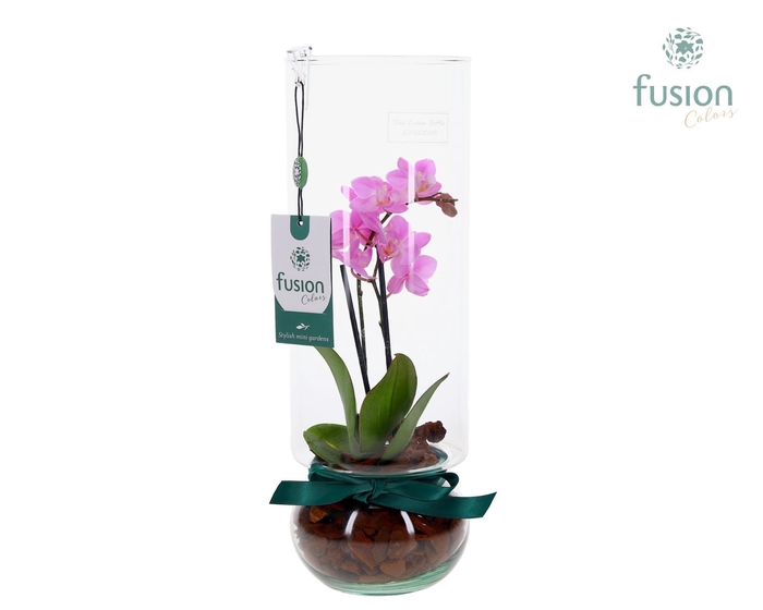 <h4>Green BottleAngelica Large met Phalaenopsis</h4>