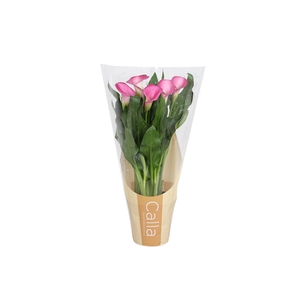 Zantedeschia Zazu Calla roze in bedrukte hoes