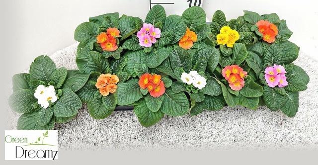 <h4>PRIM AC PARADISO GEM</h4>