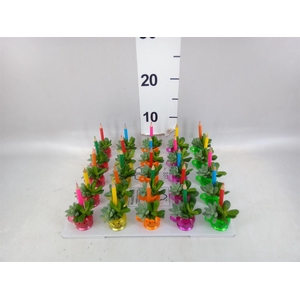 Arr.  Succulents L%