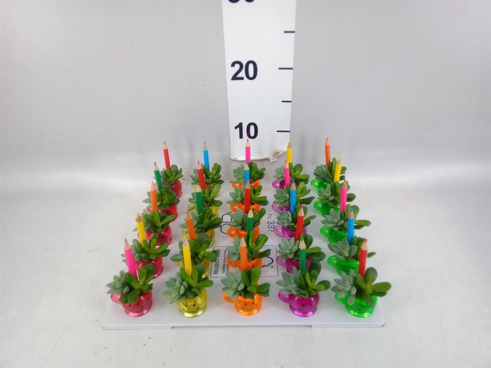 <h4>Arr.  Succulents L%</h4>