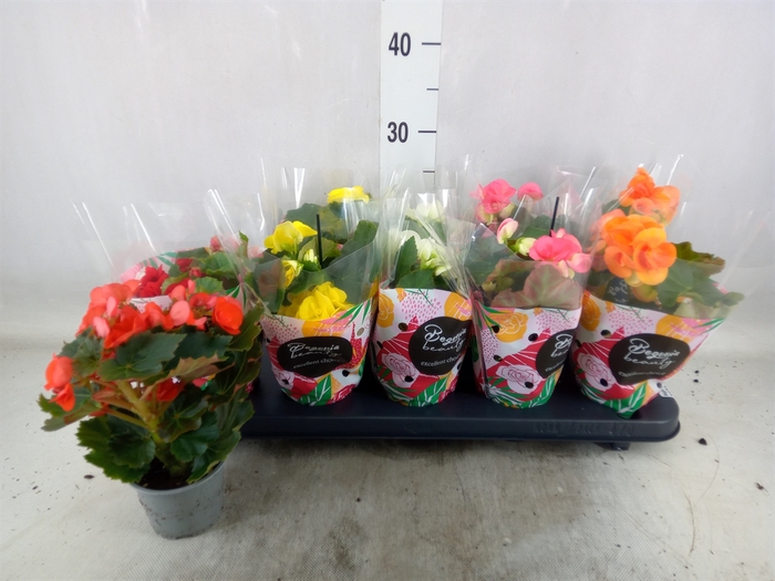 <h4>Begonia elat. DU   ...mix</h4>