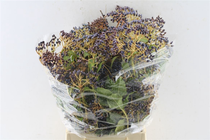 <h4>Viburnum Berry 250 Gram</h4>