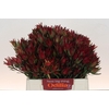 Leucadendron Blush Spray