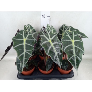 Alocasia amazonica 'Polly'