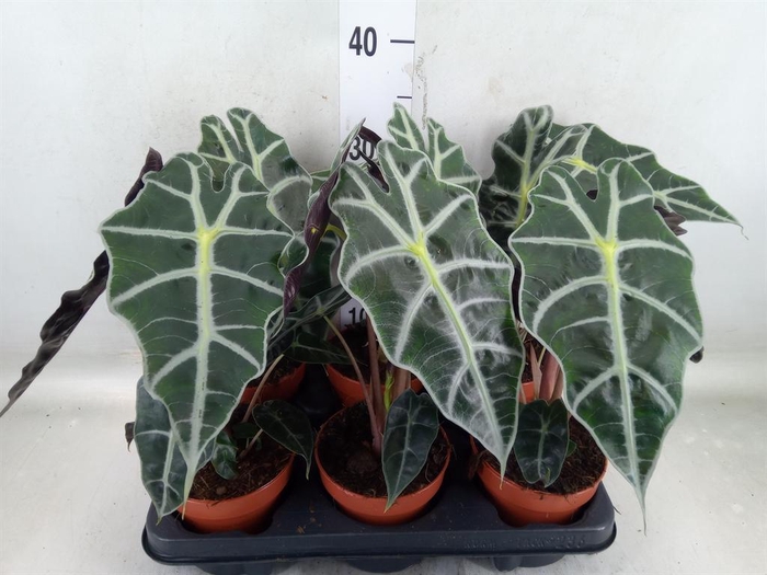 <h4>Alocasia amazonica 'Polly'</h4>