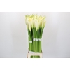 Zantedeschia Eydolls White