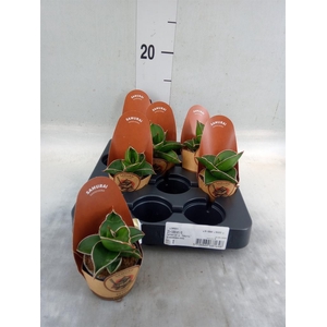 Sansevieria cyl.  ...