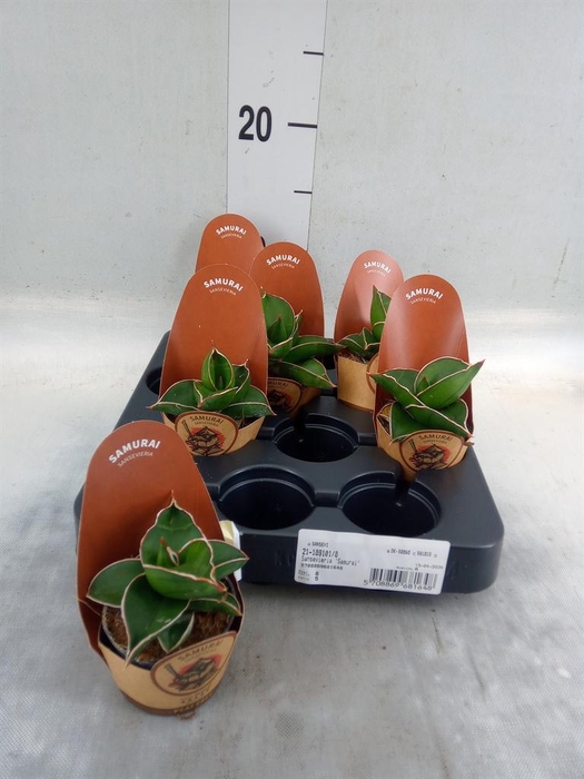 <h4>Sansevieria cyl. ...</h4>