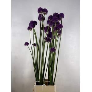 ALLIUM OCRA XL