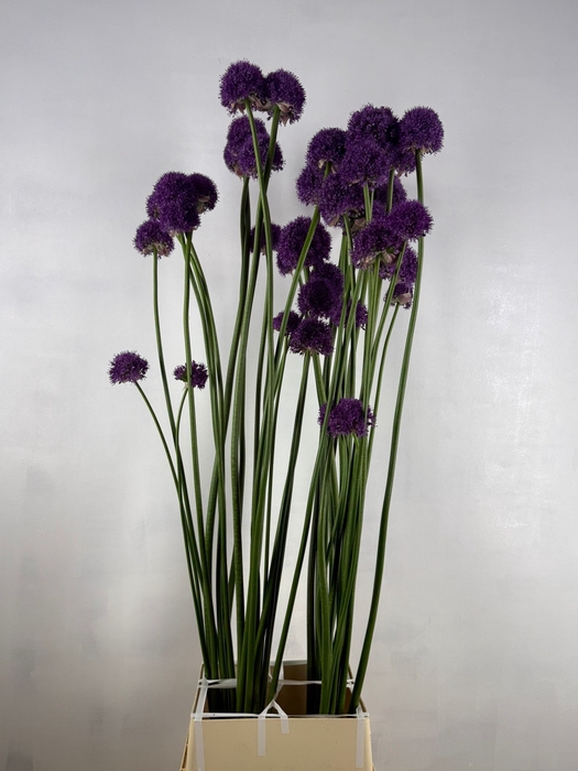 ALLIUM OCRA XL