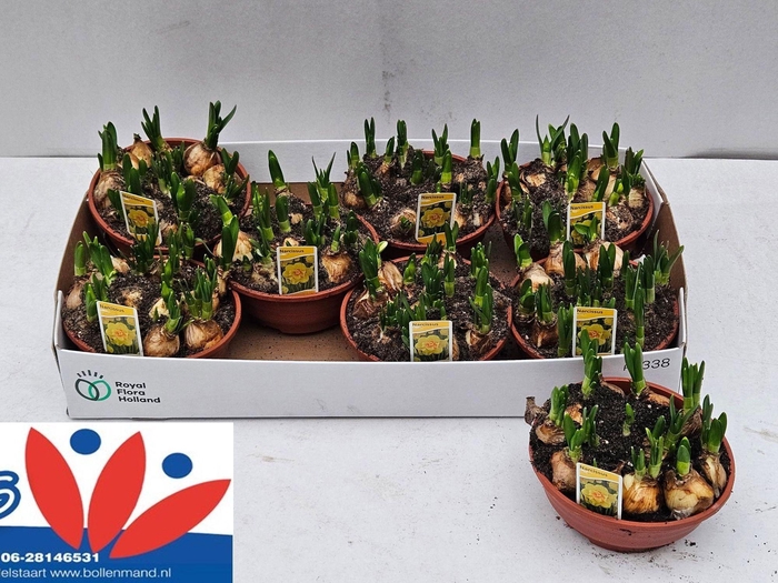 <h4>NARC D TETE BOUCLE</h4>