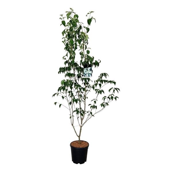 <h4>Cornus kousa 'China Girl'</h4>