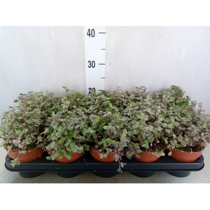 Tradescantia   ...