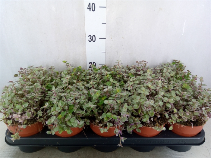<h4>Tradescantia   ...</h4>