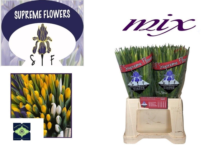 <h4>IRIS GEM 3 KL</h4>