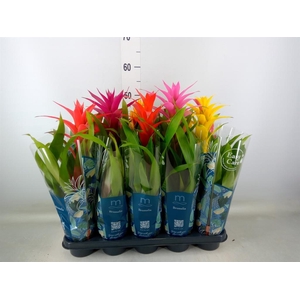 Bromelia   ...mix
