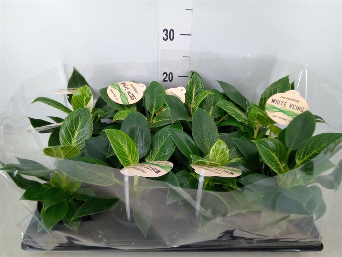 <h4>Philodendron ...</h4>