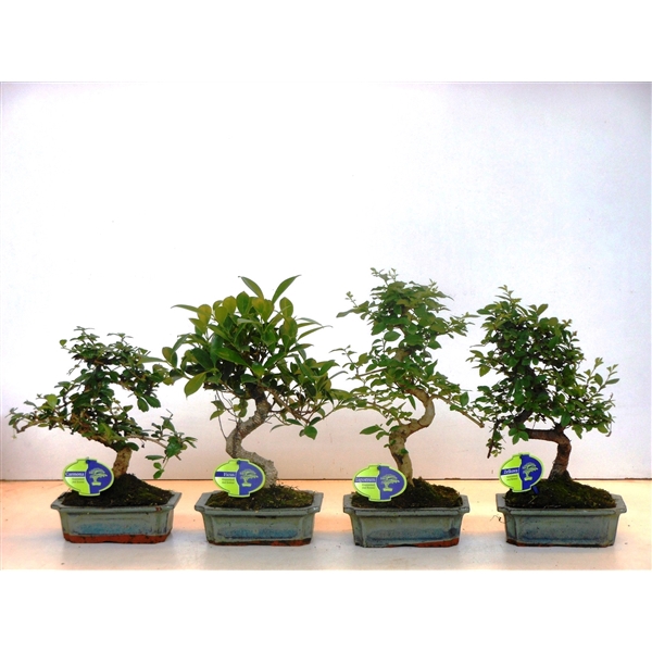 <h4>Bonsai mix, indoor, 20cm., shape, without drip tray</h4>