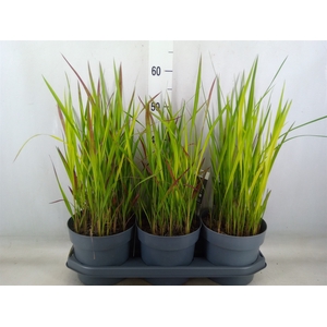 Imperata cylindrica 'Red Baron'