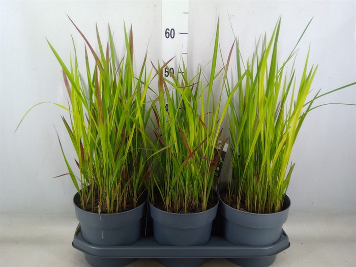 <h4>Imperata cylindrica 'Red Baron'</h4>
