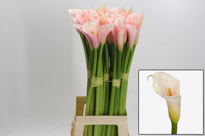 <h4>ZANT AE EYD SALMON</h4>