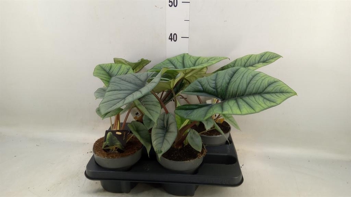 <h4>Alocasia   ...</h4>