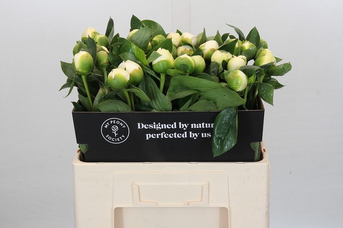 <h4>Paeonia Bridal Shower</h4>