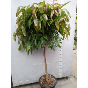 Ficus binn. 'Amstel King'