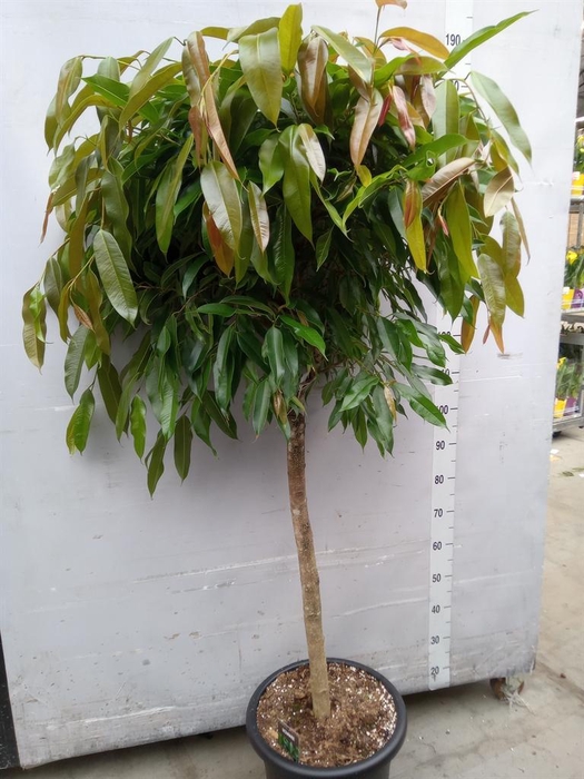 <h4>Ficus binn. 'Amstel King'</h4>