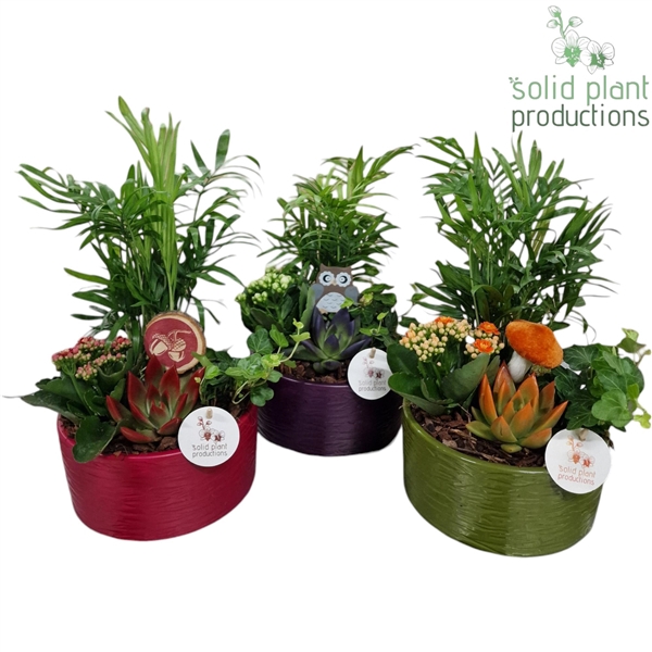 <h4>CE003 Loes Autumn Mix</h4>