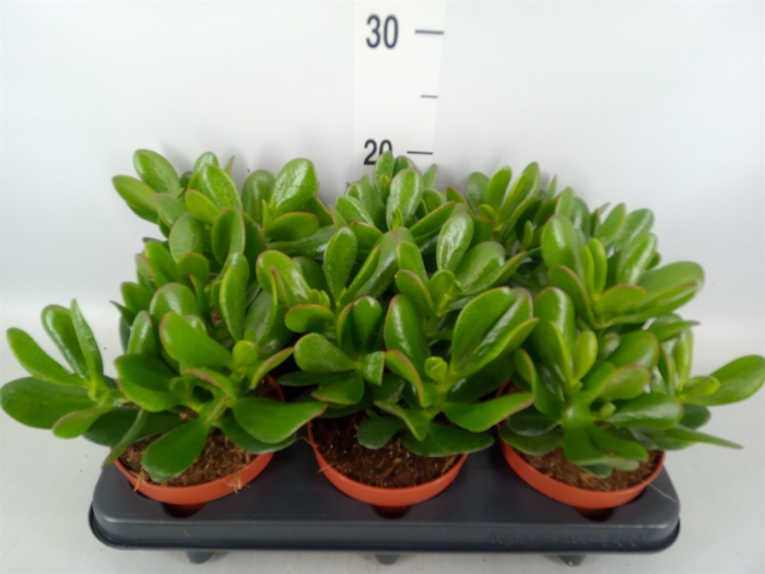 <h4>Crassula  'Magical Tree'</h4>