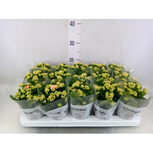 Kalanchoe  'Claraq2'